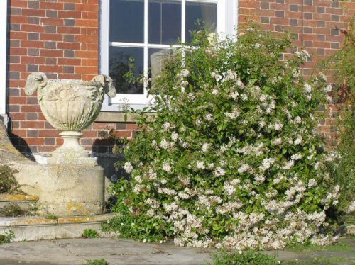 معرفی و راهنمای پرورش گیاهان زینتی فضای باز - برگ نوی آگراتینا